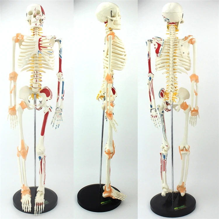 【HOT】Medical Education High Qu - đánh giá và giá Medical Lab Upgrade