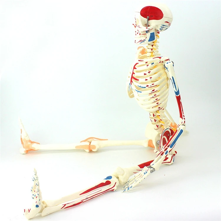【HOT】Medical Education High Qu - đánh giá và giá Medical Lab Upgrade
