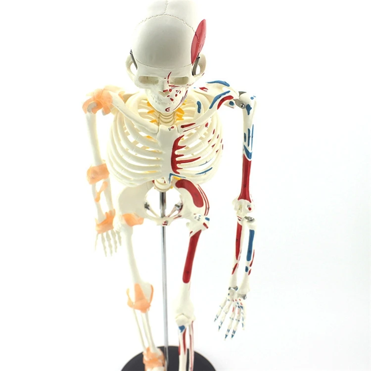 【HOT】Medical Education High Qu - đánh giá và giá Medical Lab Upgrade