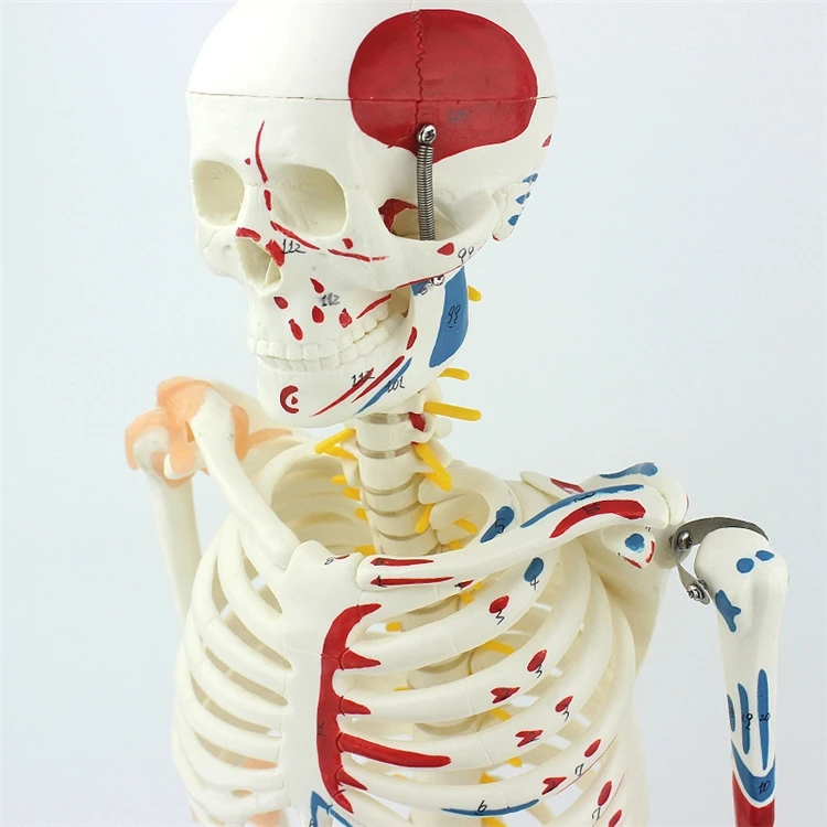 【HOT】Medical Education High Qu - đánh giá và giá Medical Lab Upgrade